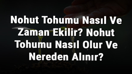 Nohut Tohumu Nasıl Ve Zaman Ekilir Nohut Tohumu Nasıl Olur Ve Nereden Alınır
