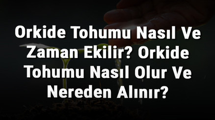 Orkide Tohumu Nasıl Ve Zaman Ekilir Orkide Tohumu Nasıl Olur Ve Nereden Alınır