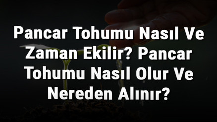 Pancar Tohumu Nasıl Ve Zaman Ekilir Pancar Tohumu Nasıl Olur Ve Nereden Alınır