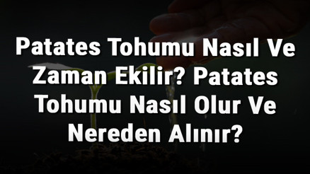 Patates Tohumu Nasıl Ve Zaman Ekilir Patates Tohumu Nasıl Olur Ve Nereden Alınır