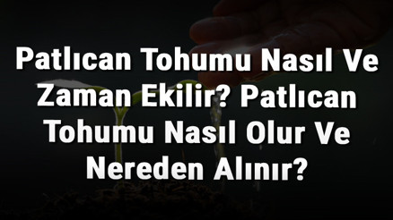 Patlıcan Tohumu Nasıl Ve Zaman Ekilir Patlıcan Tohumu Nasıl Olur Ve Nereden Alınır Patlıcan Tohumu Nasıl Ve Zaman Ekilir Patlıcan Tohumu Nasıl Olur Ve Nereden Alınır