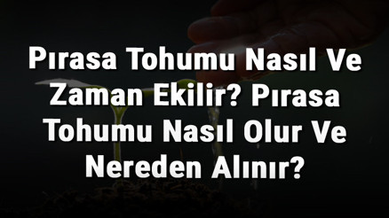 Pırasa Tohumu Nasıl Ve Zaman Ekilir Pırasa Tohumu Nasıl Olur Ve Nereden Alınır