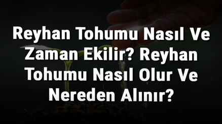 Reyhan Tohumu Nasıl Ve Zaman Ekilir Reyhan Tohumu Nasıl Olur Ve Nereden Alınır