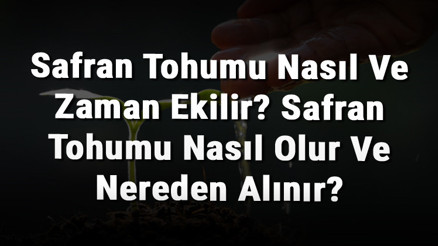 Safran Tohumu Nasıl Ve Zaman Ekilir Safran Tohumu Nasıl Olur Ve Nereden Alınır Safran Tohumu Nasıl Ve Zaman Ekilir Safran Tohumu Nasıl Olur Ve Nereden Alınır