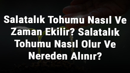 Salatalık Tohumu Nasıl Ve Zaman Ekilir Salatalık Tohumu Nasıl Olur Ve Nereden Alınır