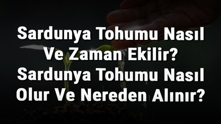 Sardunya Tohumu Nasıl Ve Zaman Ekilir Sardunya Tohumu Nasıl Olur Ve Nereden Alınır