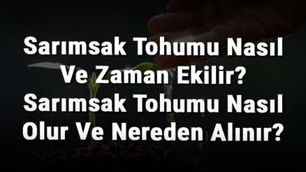 Sarımsak Tohumu Nasıl Ve Zaman Ekilir Sarımsak Tohumu Nasıl Olur Ve Nereden Alınır