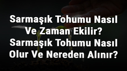Sarmaşık Tohumu Nasıl Ve Zaman Ekilir Sarmaşık Tohumu Nasıl Olur Ve Nereden Alınır