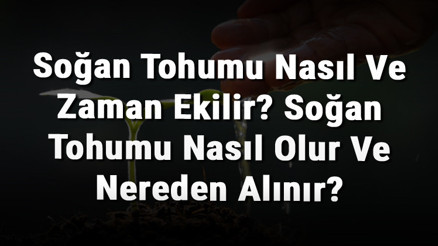 Soğan Tohumu Nasıl Ve Zaman Ekilir Soğan Tohumu Nasıl Olur Ve Nereden Alınır