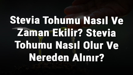 Stevia Tohumu Nasıl Ve Zaman Ekilir Stevia Tohumu Nasıl Olur Ve Nereden Alınır