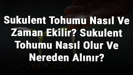 Sukulent Tohumu Nasıl Ve Zaman Ekilir Sukulent Tohumu Nasıl Olur Ve Nereden Alınır