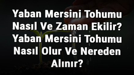 Yaban Mersini Tohumu Nasıl Ve Zaman Ekilir Yaban Mersini Tohumu Nasıl Olur Ve Nereden Alınır
