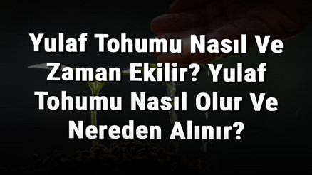 Yulaf Tohumu Nasıl Ve Zaman Ekilir Yulaf Tohumu Nasıl Olur Ve Nereden Alınır