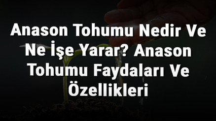 Anason Tohumu Nedir Ve Ne İşe Yarar Anason Tohumu Faydaları Ve Özellikleri