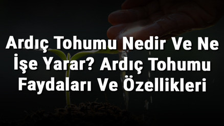 Ardıç Tohumu Nedir Ve Ne İşe Yarar Ardıç Tohumu Faydaları Ve Özellikleri