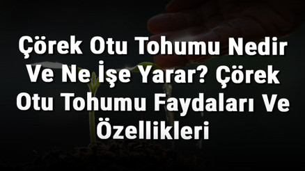 Çörek Otu Tohumu Nedir Ve Ne İşe Yarar Çörek Otu Tohumu Faydaları Ve Özellikleri