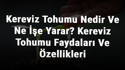 Kereviz Tohumu Nedir Ve Ne İşe Yarar Kereviz Tohumu Faydaları Ve Özellikleri