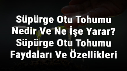 Süpürge Otu Tohumu Nedir Ve Ne İşe Yarar Süpürge Otu Tohumu Faydaları Ve Özellikleri Süpürge Otu Tohumu Nedir Ve Ne İşe Yarar Süpürge Otu Tohumu Faydaları Ve Özellikleri