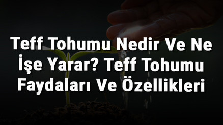 Teff Tohumu Nedir Ve Ne İşe Yarar Teff Tohumu Faydaları Ve Özellikleri Teff Tohumu Nedir Ve Ne İşe Yarar Teff Tohumu Faydaları Ve Özellikleri