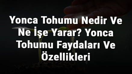 Yonca Tohumu Nedir Ve Ne İşe Yarar Yonca Tohumu Faydaları Ve Özellikleri