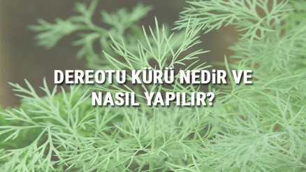 Dereotu Kürü Nedir Ve Nasıl Yapılır Dereotu Kürü Faydaları Ve Tarifi