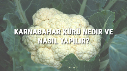 Karnabahar Kürü Nedir Ve Nasıl Yapılır Karnabahar Kürü Faydaları Ve Tarifi