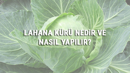 Lahana Kürü Nedir Ve Nasıl Yapılır Lahana Kürü Faydaları Ve Tarifi Lahana Kürü Nedir Ve Nasıl Yapılır Lahana Kürü Faydaları Ve Tarifi