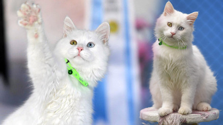 Van Gölü fotoğrafıyla birinci olmuştu Astronot Kate Rubinsin kedisi hazır... Özel oda tahsis edildi Van Gölü fotoğrafıyla birinci olmuştu Astronot Kate Rubinsin kedisi hazır... Özel oda tahsis edildi