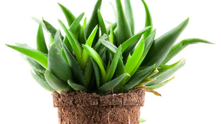 Evde aloe vera bakımı nasıl yapılır Evde aloe vera bakımı nasıl yapılır