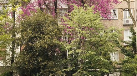 Asırlık erguvan kurtuldu