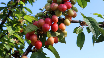 Yılın ilk kirazı hasat edildi