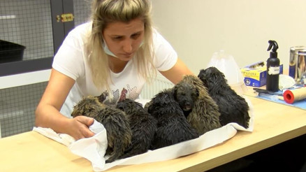 6 yavru köpek ölmek üzereyken bulundu
