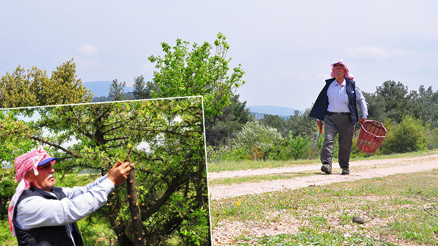 Manisada kuşlar için dağ tepe dolaşıp ağaçları aşılıyor Manisada kuşlar için dağ tepe dolaşıp ağaçları aşılıyor