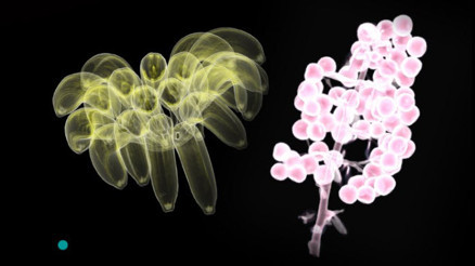 Algoritmaları ve bitkileri buluşturan sergi