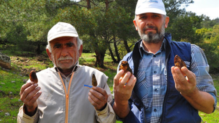 Yuntdağı bölgesinde yetişiyor Kilosu 200 liradan alıcı buluyor