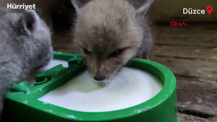 Kazada anneleri ölen 5 yavru tilki Düzcede bakıma alındı