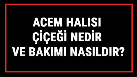 Acem Halısı Çiçeği Nedir Ve Bakımı Nasıldır Acem Halısı Çiçeği Anlamı, Özellikleri, Faydaları Ve Yetiştiriciliği