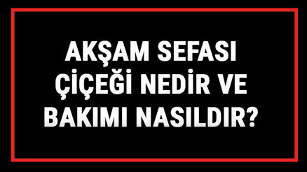Akşam Sefası Çiçeği Nedir Ve Bakımı Nasıldır Akşam Sefası Çiçeği Anlamı, Özellikleri, Faydaları Ve Yetiştiriciliği Akşam Sefası Çiçeği Nedir Ve Bakımı Nasıldır Akşam Sefası Çiçeği Anlamı, Özellikleri, Faydaları Ve Yetiştiriciliği