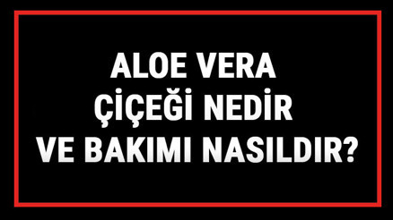Aloe Vera Çiçeği Nedir Ve Bakımı Nasıldır Aloe Vera Çiçeği Anlamı, Özellikleri, Faydaları Ve Yetiştiriciliği