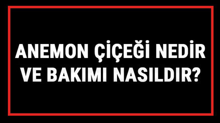 Anemon Çiçeği Nedir Ve Bakımı Nasıldır Anemon Çiçeği Anlamı, Özellikleri, Faydaları Ve Yetiştiriciliği Anemon Çiçeği Nedir Ve Bakımı Nasıldır Anemon Çiçeği Anlamı, Özellikleri, Faydaları Ve Yetiştiriciliği