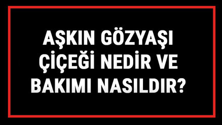 Aşkın Gözyaşı Çiçeği Nedir Ve Bakımı Nasıldır Aşkın Gözyaşı Çiçeği Anlamı, Özellikleri, Faydaları Ve Yetiştiriciliği