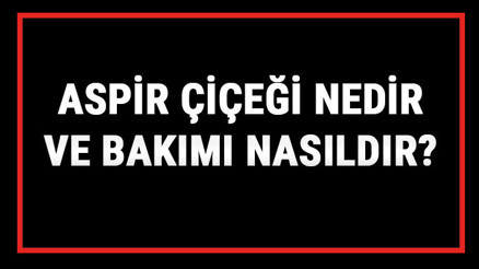 Aspir Çiçeği Nedir Ve Bakımı Nasıldır Aspir Çiçeği Anlamı, Özellikleri, Faydaları Ve Yetiştiriciliği