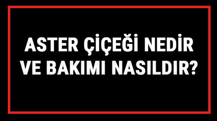 Aster Çiçeği Nedir Ve Bakımı Nasıldır Aster Çiçeği Anlamı, Özellikleri, Faydaları Ve Yetiştiriciliği