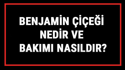 Benjamin Çiçeği Nedir Ve Bakımı Nasıldır Benjamin Çiçeği Anlamı, Özellikleri, Faydaları Ve Yetiştiriciliği