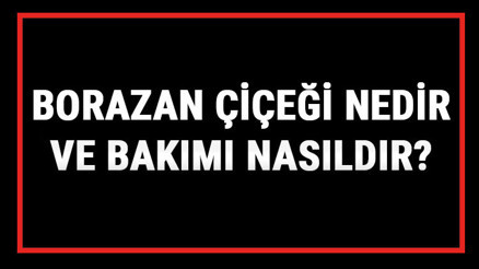 Borazan Çiçeği Nedir Ve Bakımı Nasıldır Borazan Çiçeği Anlamı, Özellikleri, Faydaları Ve Yetiştiriciliği