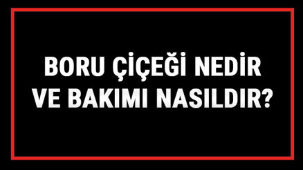 Boru Çiçeği Nedir Ve Bakımı Nasıldır Boru Çiçeği Anlamı, Özellikleri, Faydaları Ve Yetiştiriciliği