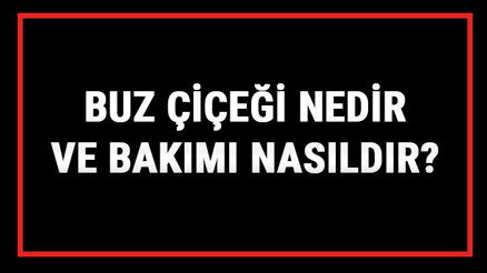 Buz Çiçeği Nedir Ve Bakımı Nasıldır Buz Çiçeği Anlamı, Özellikleri, Faydaları Ve Yetiştiriciliği