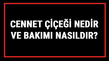Cennet Çiçeği Nedir Ve Bakımı Nasıldır Cennet Çiçeği Anlamı, Özellikleri, Faydaları Ve Yetiştiriciliği