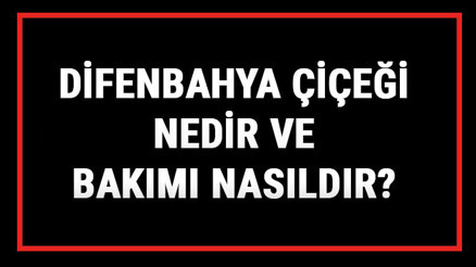Difenbahya Çiçeği Nedir Ve Bakımı Nasıldır Difenbahya Çiçeği Anlamı, Özellikleri, Faydaları Ve Yetiştiriciliği