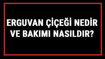 Erguvan Çiçeği Nedir Ve Bakımı Nasıldır Erguvan Çiçeği Anlamı, Özellikleri, Faydaları Ve Yetiştiriciliği